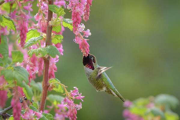 Annas Hummingbird in Red Floweiring Currant Blossoms #3 by Nancy Gleason Annas Hummingbird in Red Floweiring Currant Blossoms #3 by Nancy Gleason