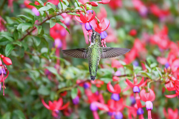 Wall Art - Photograph - Annas Hummingbird by Jerry Cahill