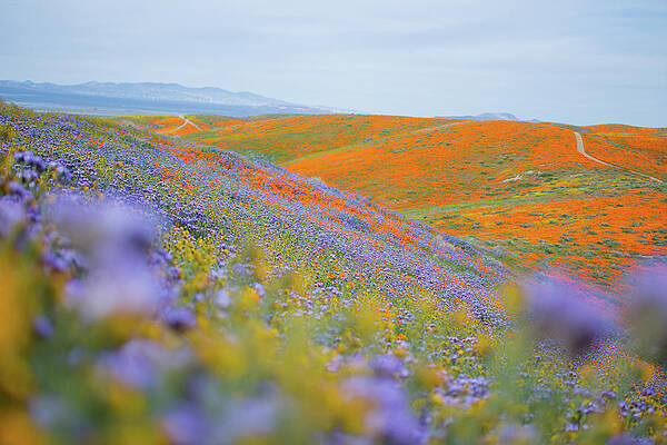 Antelope Valley Wildflower Bloom by Kyle Hanson Antelope Valley Wildflower Bloom by Kyle Hanson