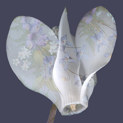 Antique Cyclamen by Marsha Tudor Antique Cyclamen by Marsha Tudor