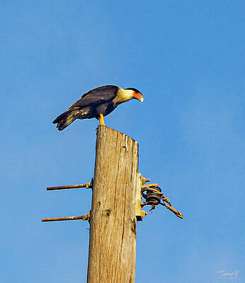 Anyone know what this bird? by Tommy Farnsworth Anyone know what this bird? by Tommy Farnsworth