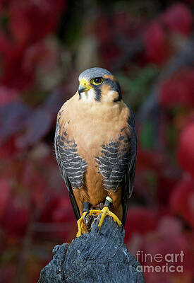 Wall Art - Photograph - Aplomado Falcon #15 by Shirley Dutchkowski