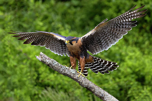 Aplomado Landing by Art Cole Aplomado Landing by Art Cole