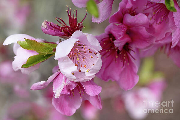Apple Blossoms by Mimi Ditchie Apple Blossoms by Mimi Ditchie