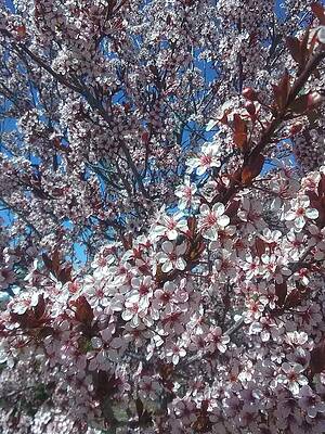 Apricot Flowers by Stephanie Knight