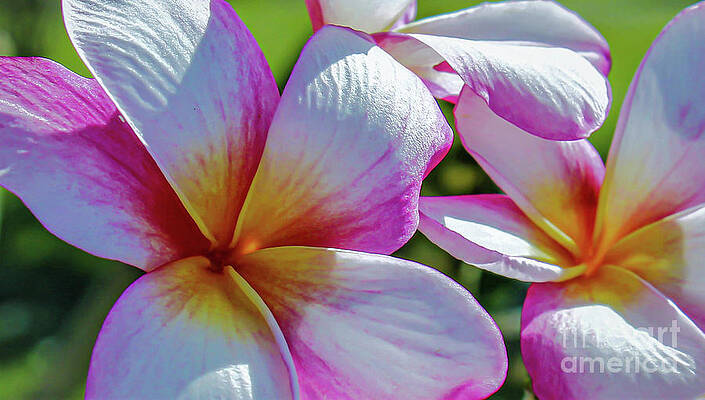 Arctic Plumeria by Joanne Carey Arctic Plumeria by Joanne Carey