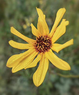 Arnica daisy in bloom by Karen Rispin Arnica daisy in bloom by Karen Rispin