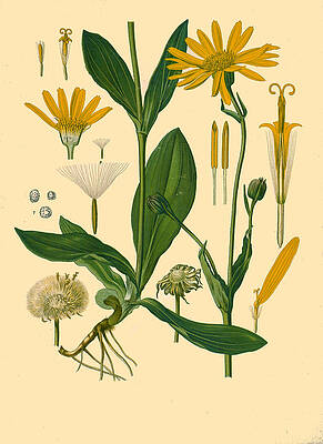 Arnica Montana Print by Walther Otto Mueller