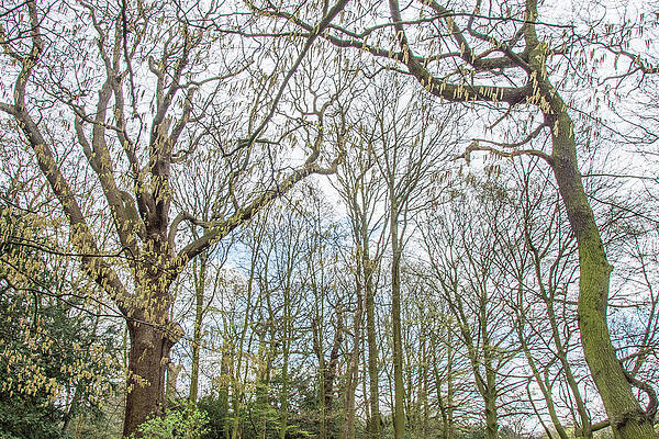 Arnos Park Trees Spring by Edmund Peston Arnos Park Trees Spring by Edmund Peston