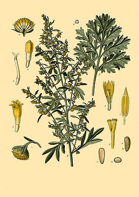 Artemisia Absinthium Print by Walther Otto Mueller