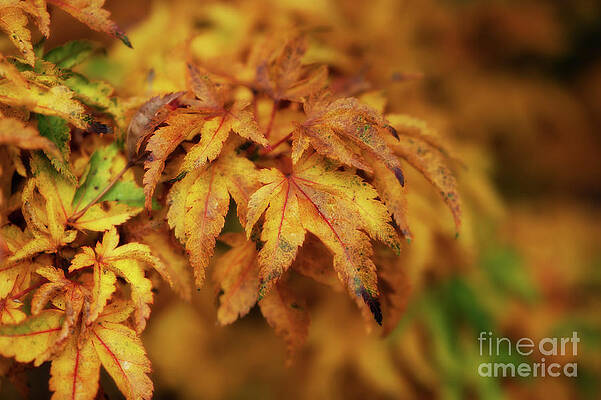 As Autumn Leaves Turn by Venetta Archer As Autumn Leaves Turn by Venetta Archer