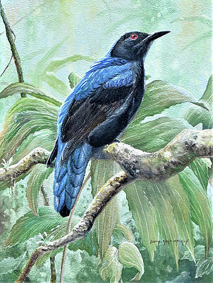 Wall Art - Painting - Asian Fairy Bluebird by Barry Kent MacKay