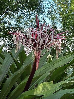 Wall Art - Photograph - Asiatica Purple Crinum Lily by Doreen Rosselli