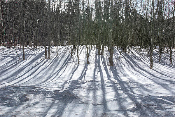 Aspen Shadows by Douglas Wielfaert Aspen Shadows by Douglas Wielfaert