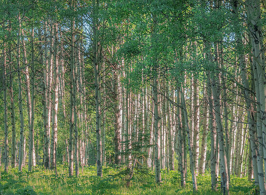 aspen woods by Karen Rispin aspen woods by Karen Rispin