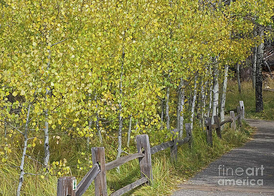 Aspens Along the Fence by Lula Adams Aspens Along the Fence by Lula Adams