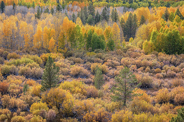 Wall Art - Photograph - Aspens and Pines in Fall by Alexander Kunz