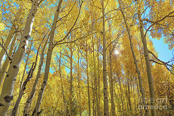 ASPENS ASPENS ASPENS by Don Schimmel ASPENS ASPENS ASPENS by Don Schimmel