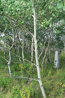 Aspens Colorado by Cathy Anderson Aspens Colorado by Cathy Anderson