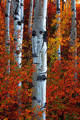 Aspens in Red by Mike Chilcoat