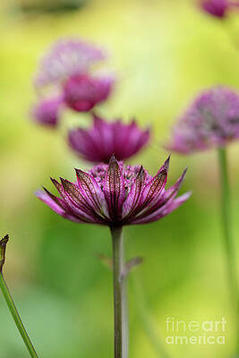 Astrantia Major Claret Flower by Tim Gainey Astrantia Major Claret Flower by Tim Gainey