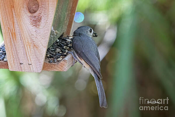 At The Feeder by Deborah Benoit At The Feeder by Deborah Benoit