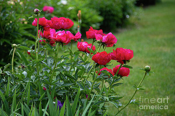 At the Palace of Peonies by Marilyn Cornwell At the Palace of Peonies by Marilyn Cornwell