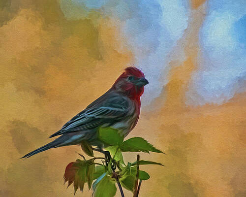 At The Top by Cathy Kovarik At The Top by Cathy Kovarik
