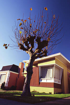Attack of the Tree People -- Mid-Century Modem House in San Francisco, California by Darin Volpe Attack of the Tree People -- Mid-Century Modem House in San Francisco, California by Darin Volpe