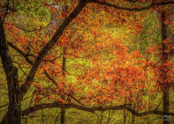 Autumn Abstract by Trey Foerster Autumn Abstract by Trey Foerster