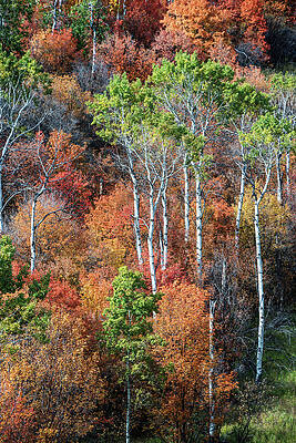 Autumn angels by Vishwanath Bhat Autumn angels by Vishwanath Bhat