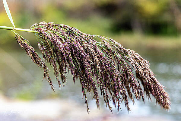 Autumn by Brian Jones Autumn by Brian Jones