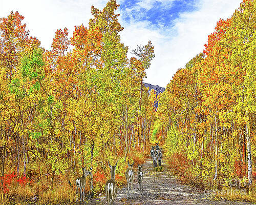 AUTUMN COLOR AND DEER RUN, MCGEE CREEK, EASTERN SIERRAS, CALIFORNIA by Don Schimmel AUTUMN COLOR AND DEER RUN, MCGEE CREEK, EASTERN SIERRAS, CALIFORNIA by Don Schimmel