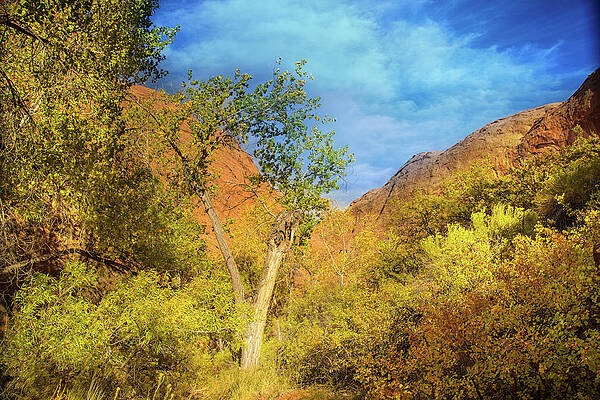 Autumn colors in Coyote Gulch by Kunal Mehra Autumn colors in Coyote Gulch by Kunal Mehra