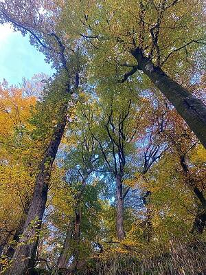 Autumn Denmark by Colette V Hera Guggenheim Autumn Denmark by Colette V Hera Guggenheim