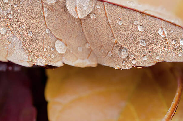 Autumn Details by Margaret Pitcher Autumn Details by Margaret Pitcher