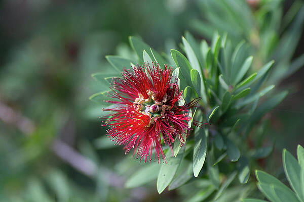 autumn fireworks by Tania Read autumn fireworks by Tania Read