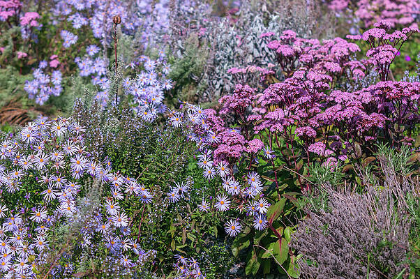 Autumn Flowerbed with Aster Dumosus and Sedum by Jenny Rainbow Autumn Flowerbed with Aster Dumosus and Sedum by Jenny Rainbow