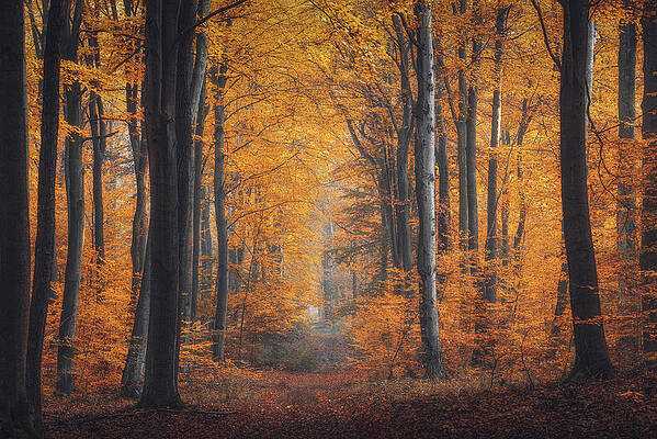 Autumn forest by Michal Tomczak