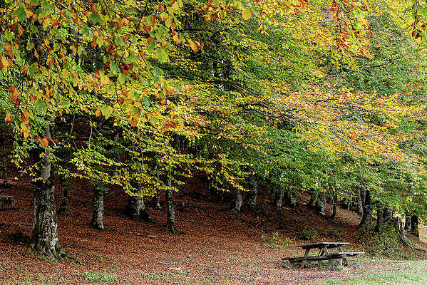 Wall Art - Photograph - Autumn forest parkland. View of autumn forest park with yellow leaves on trees. Fall season by Michalakis Ppalis