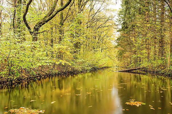 Autumn forest with reflection in canal by Frans Blok Autumn forest with reflection in canal by Frans Blok