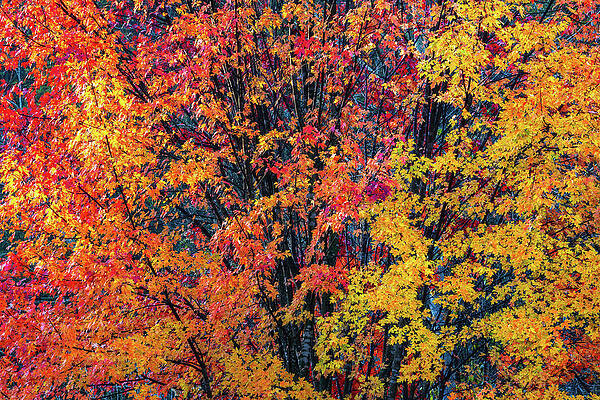 Autumn Gradient by Darren White Autumn Gradient by Darren White