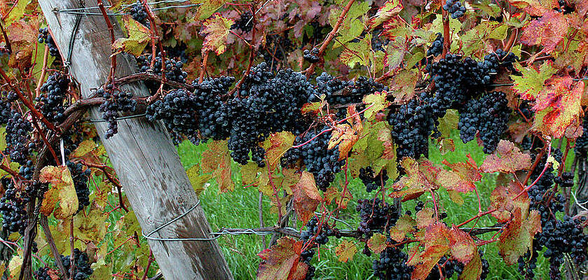 Autumn Harvest - Niagara on the Lake by The Kenneth Smith Autumn Harvest - Niagara on the Lake by The Kenneth Smith
