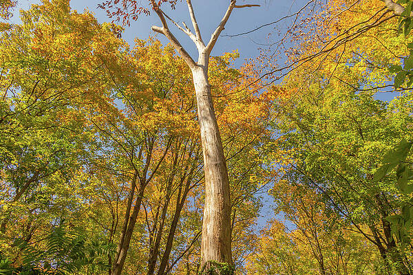 Autumn in Hudson Highlands State Park by Auden Johnson Autumn in Hudson Highlands State Park by Auden Johnson