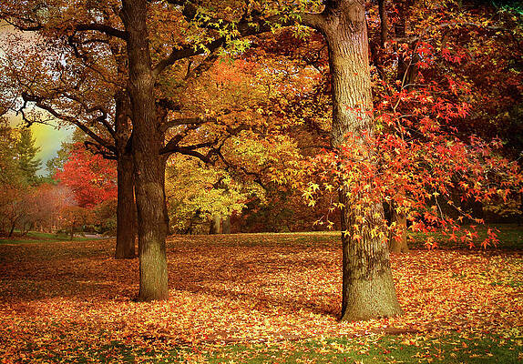 Wall Art - Photograph - Autumn in the Orchard by Jessica Jenney