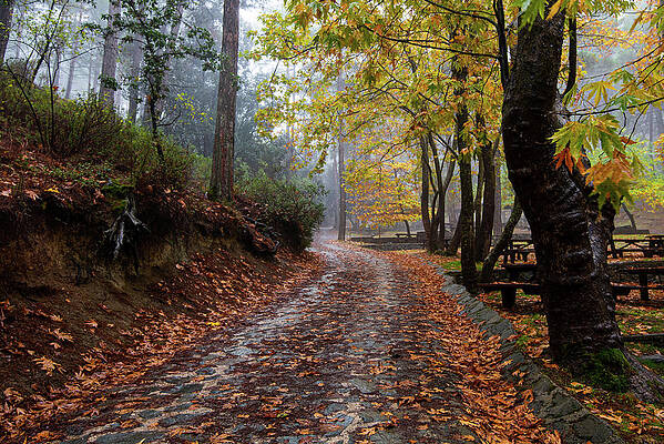 Wall Art - Photograph - Autumn landscape with trees and Autumn leaves on the ground after rain by Michalakis Ppalis