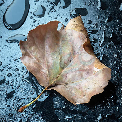 Autumn Leaf On Wet Table by Gary Slawsky Autumn Leaf On Wet Table by Gary Slawsky