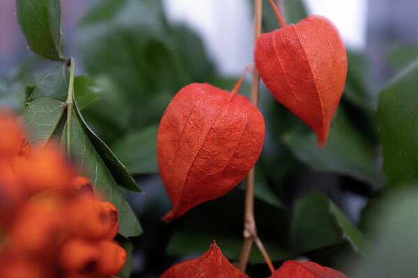 Autumn Leaves 2 by Dubi Roman Autumn Leaves 2 by Dubi Roman