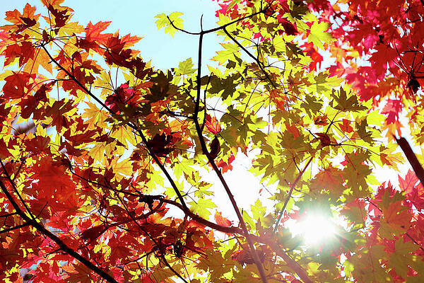 Wall Art - Photograph - Autumn Leaves 5 by Az Jackson