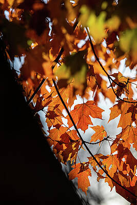 Autumn Leaves by Lara Morrison Autumn Leaves by Lara Morrison